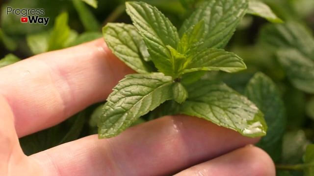 Уличный туалет больше не будет вонять, налейте это! Все запахи исчезнут в момент! смотреть онлайн