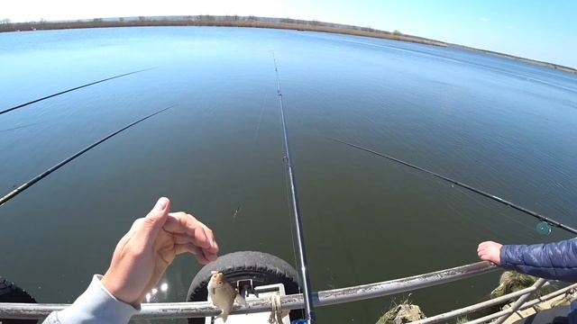 Ловля плотвы поймал отпусти | Рыбалка на поплавок | Fishing | Рыбалка на плотву смотреть онлайн