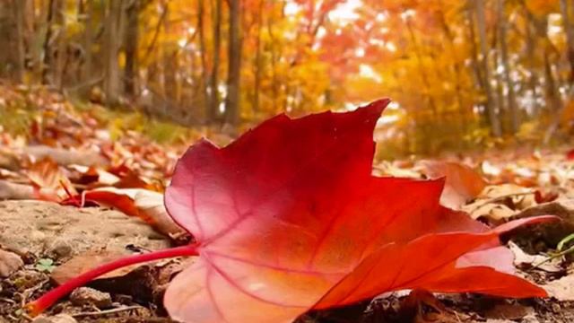 Amazing Guitar Ringtone смотреть онлайн