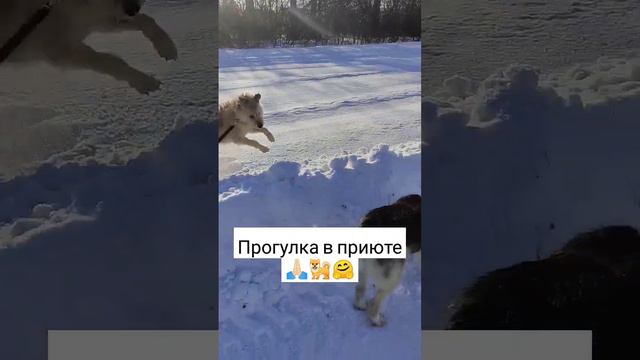 #приютдлясобак #приют #лучшийдруг #новосибирск #собака #домалучше #прогулка #возьмиизприюта смотреть онлайн
