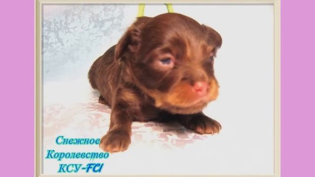 Той-терьер мини и стандарт,Снежное Королевство питомник смотреть онлайн