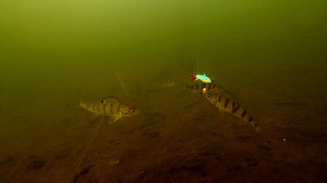 Первый лед/ Поклевки Окуня на балансир Пингвин смотреть онлайн