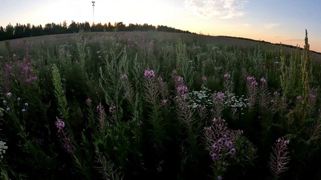 8 июля рекордные веса главного медосбора смотреть онлайн