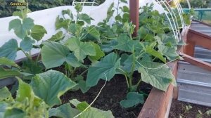 Подкормка для Oгурцов. Первая и Важная подкормка огурцов.@galabum