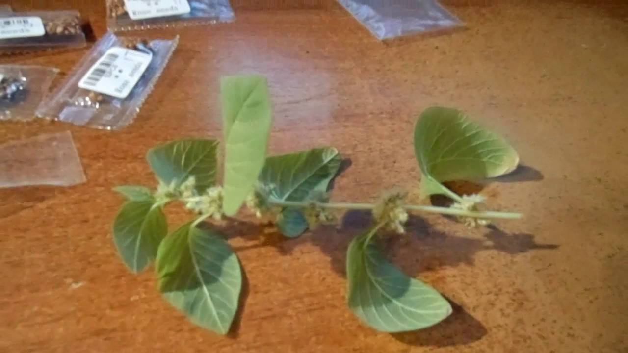 китайские симена сплашной обман два раза заказывал розы не проросли не одно семечко клубн смотреть онлайн