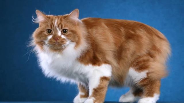 Cymric Cat смотреть онлайн