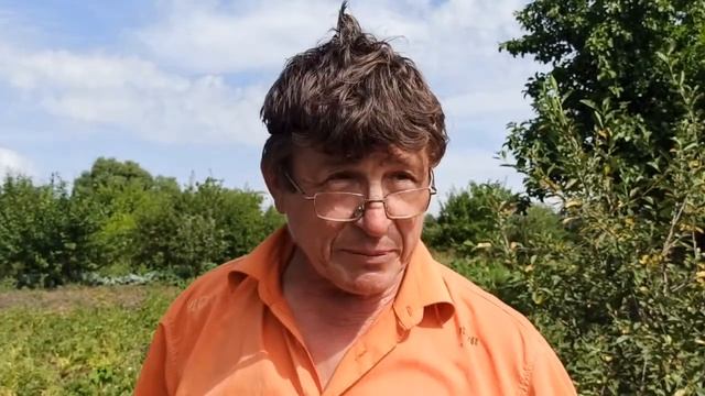 Крестоцветная блошка на капусте