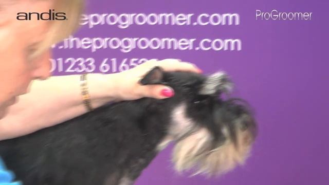 Grooming Guide - Handstripped Miniature Schnauzer Trim - Pro Groomer