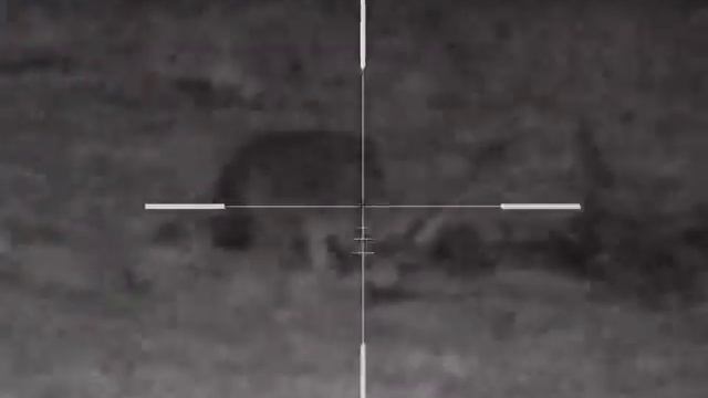 Шакал и лисы 2 смотреть онлайн