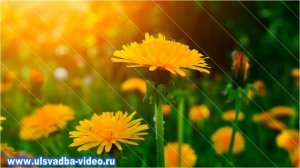 Футаж Весеннее настроение. Красивые цветы