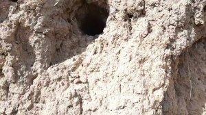 Полынь горькая для пчел