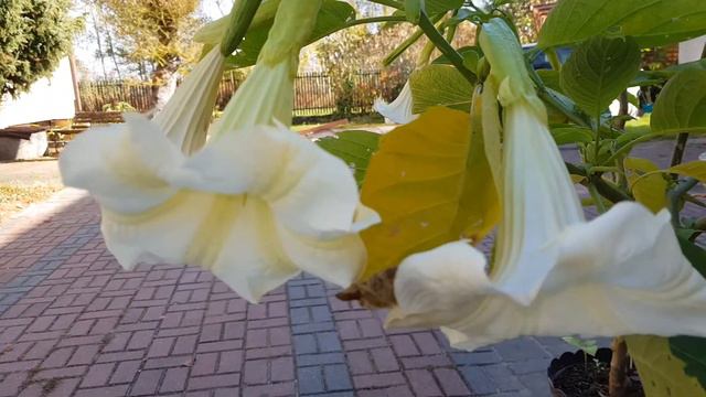Brugmansia white / Datura biała смотреть онлайн