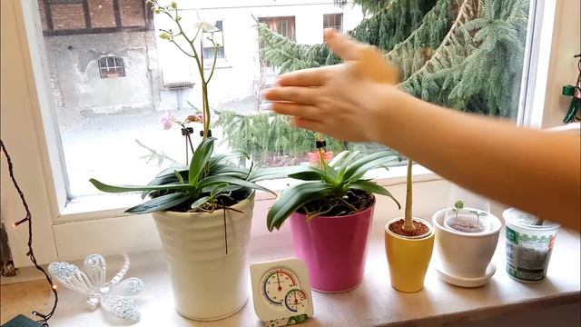 14. Я вернулась к пенопласту! Почему? Сухое содержание орхидей без субстрата смотреть онлайн