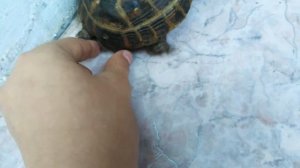 ✨как отличить пол у сухопутной черепахи?✨