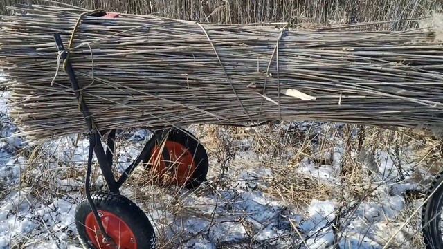 Как заготовить тростник зимой и мой прицеп к велосипеду для перевозки ивы. смотреть онлайн
