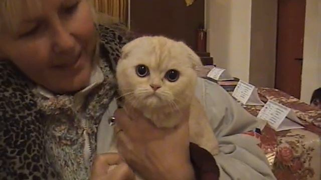 Котенок породы флэппиг - выставка кошек PCA смотреть онлайн