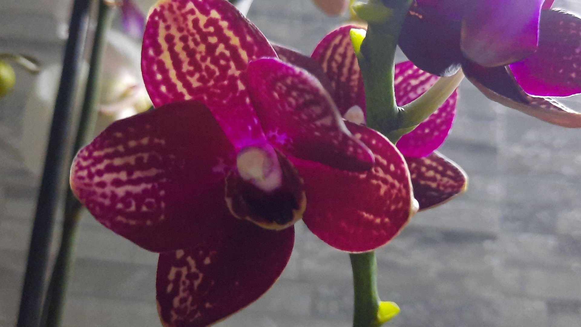 ПОКУПКИ ОРХИДЕЙ 26 06 24 смотреть онлайн