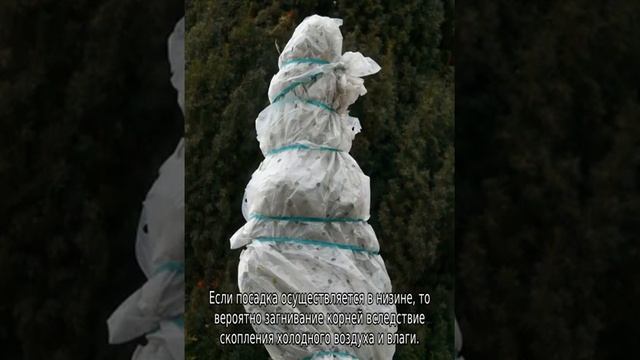 Как правильно посадить яблоню весной на Урале смотреть онлайн