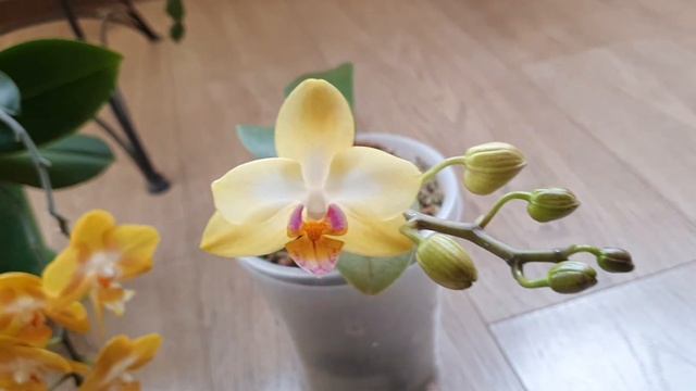 орхидея "Лас Вегас" ПОЛИВ / цветение БЕЗ ПЕРЕРЫВА / Орхидеи "Джулия" и "Sweet Girl" смотреть онлайн