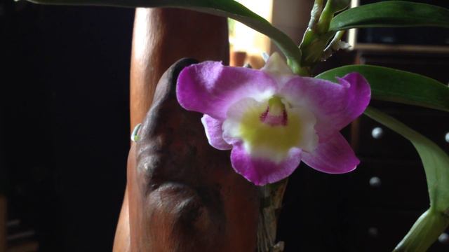 Dendrobium 'Super Ise' in Bloom смотреть онлайн