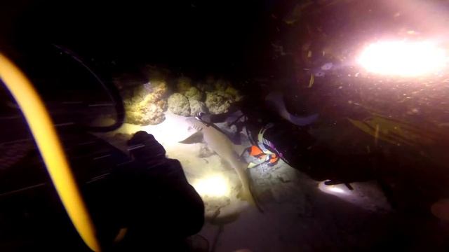 Мальдивы 2017. Акулы-Няньки. Часть 3