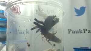 паук птицеед против Турецкого таракана