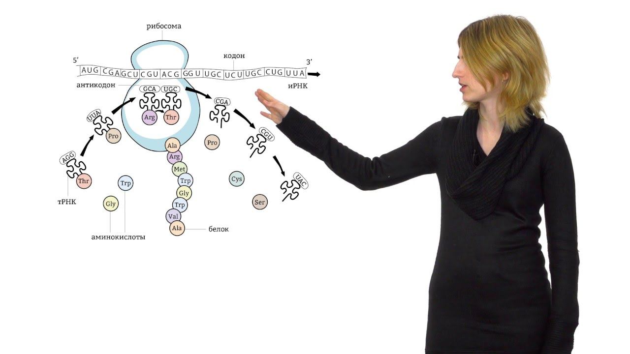 2. Синтез белка. Решение генетических задач 9 - 11 класс смотреть онлайн