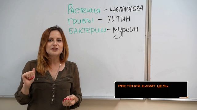 Биология. Клеточные стенки. смотреть онлайн