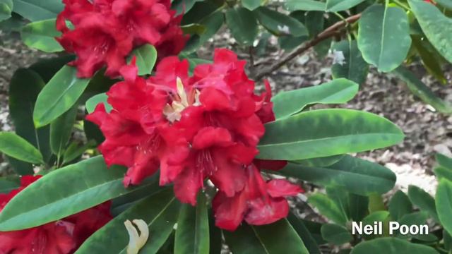 Rhododendron possible exbury hybrid ‘gaul’ | लाली गुरास् Series 19 смотреть онлайн