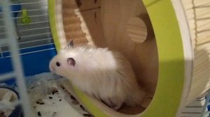 КАК ПРОЯВЛЯЕТ ЛЮБОВЬ ХОМЯК?!