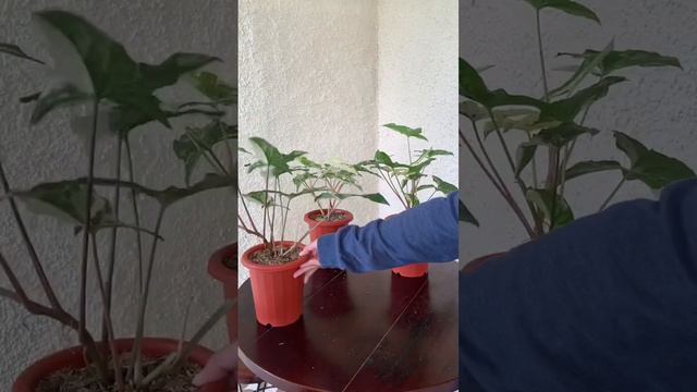 One two three four anddd👀 #syngonium #syngoniumplant #syngoniumlover #syngoniumvariegata смотреть онлайн