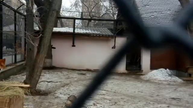 Московский зоопарк ( животные Фото ) смотреть онлайн