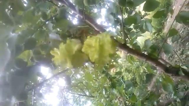 Прикольное Растение-паразит на дереве абрикос, кто знает что это за хрень? смотреть онлайн