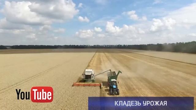 Половина урожая твёрдой пшеницы России выращена в Оренбургской области смотреть онлайн