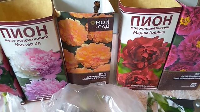 Пионы из Леруа Мерлен. смотреть онлайн