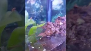 Выращиваем из головастиков лягушку дома