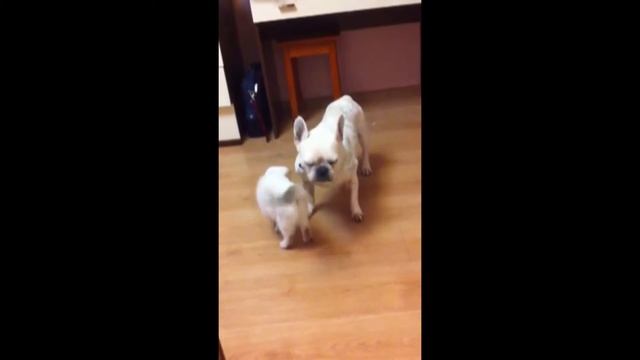 Кошка, хорьки и собака смотреть онлайн