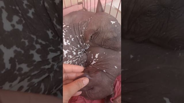 Hairless dog/American hairless terrier#shortsviral #heidi смотреть онлайн