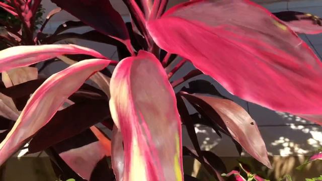 👉# Lindas Flores e Plantas achei em Esperantina Piauí 👈 смотреть онлайн