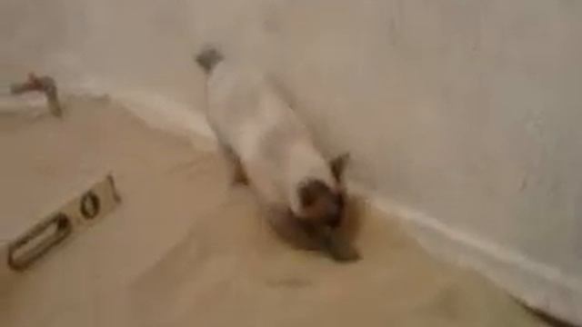 Что это? Большой горшок для кошки смотреть онлайн