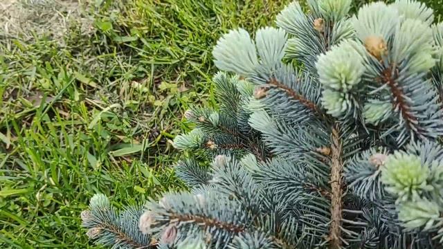 Прогулка по хвойному саду в мае | Хвойные растения в моем саду весной смотреть онлайн