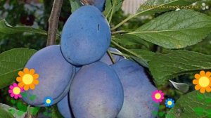 Слива Волошка. Краткий обзор, описание характеристик, где купить саженцы prunus sp. Voloshka