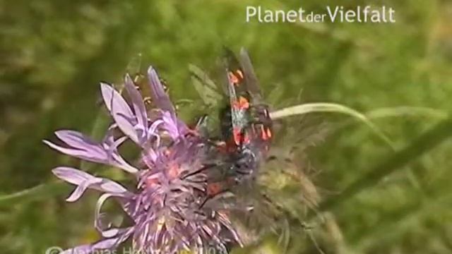 Blutströpfchen Zygaena Filipendulae Auf Der Halde Trages, Six Spotted Burnet Moth