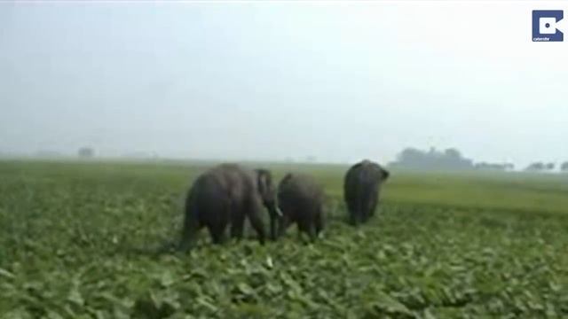 Elephant Charges At Man During Rampage смотреть онлайн
