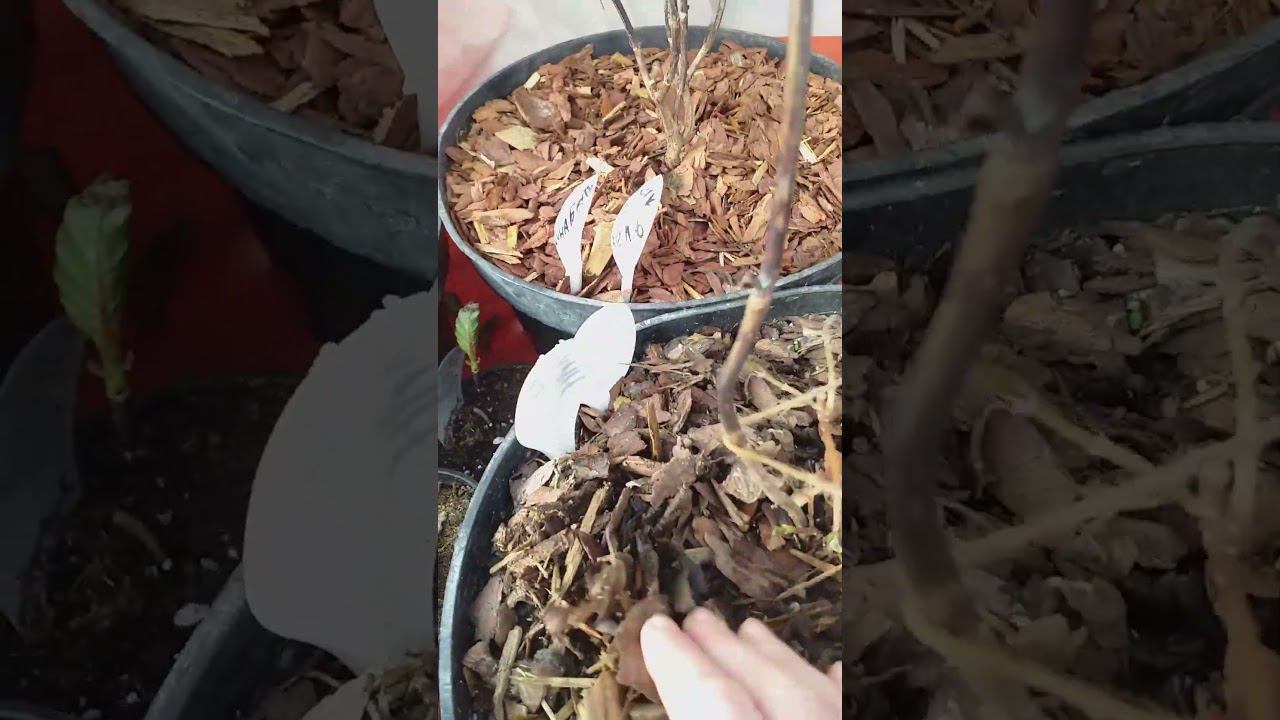 Крупнолистые гортензии в неотапливаемой теплице. Конец февраля #саженцыгортензий смотреть онлайн