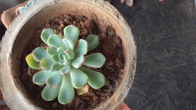 || POST TRANSIT SUCCULENT RECOVERY || SUCCULENT CARE TIPS || смотреть онлайн