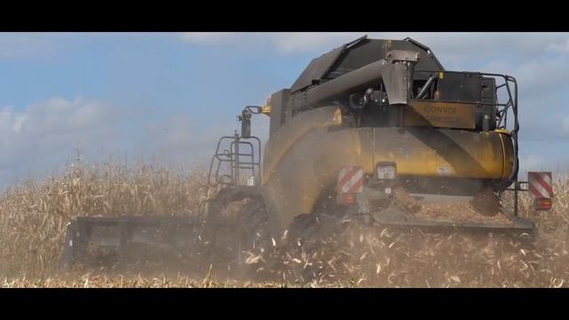 16 рядная жатка Olimac Drago GT - Большой сбор кукурузы во Франции