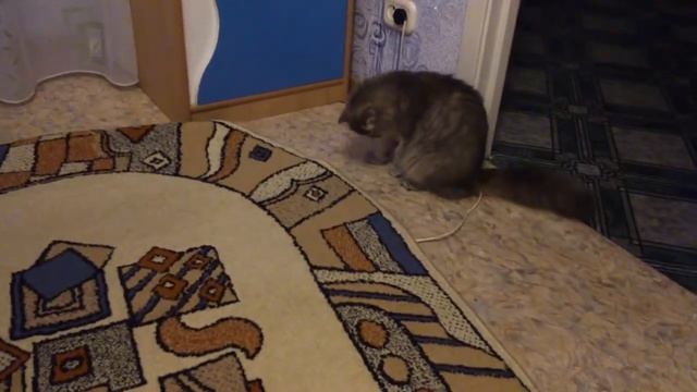 Кошка и Ковёр смотреть онлайн