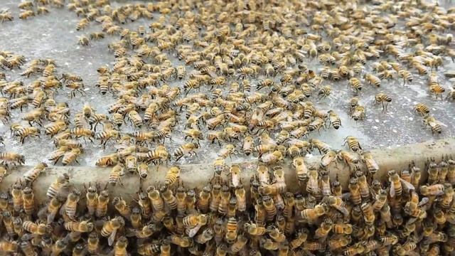 Bees and Queen March Into HIve on Swarm Call - 4-22-18 смотреть онлайн