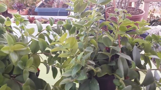 Ruj Çiçeği Bakımı Nasıl Yapılır/ Aeschynanthus Radicans смотреть онлайн